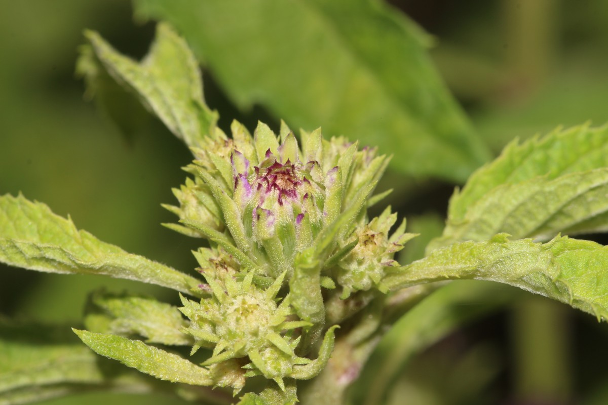 Baccharoides anthelmintica (L.) Moench